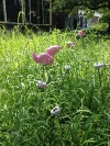 Mid-season flamingo with thriving southern grasses