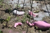 Detail of decomposing flamingo sculptures and seed bombs.