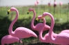 June 2013: Fresh flamingo lawn ornament sculptures; ready to decompose in the rain.