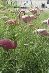 September 2013: Late season flamingo-seeded garden