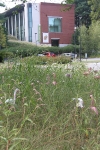 View of August garden with deCordova Museum in background