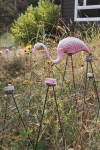 Late season flamingo-seeded garden with thriving local and southern wildflowers and grasses.